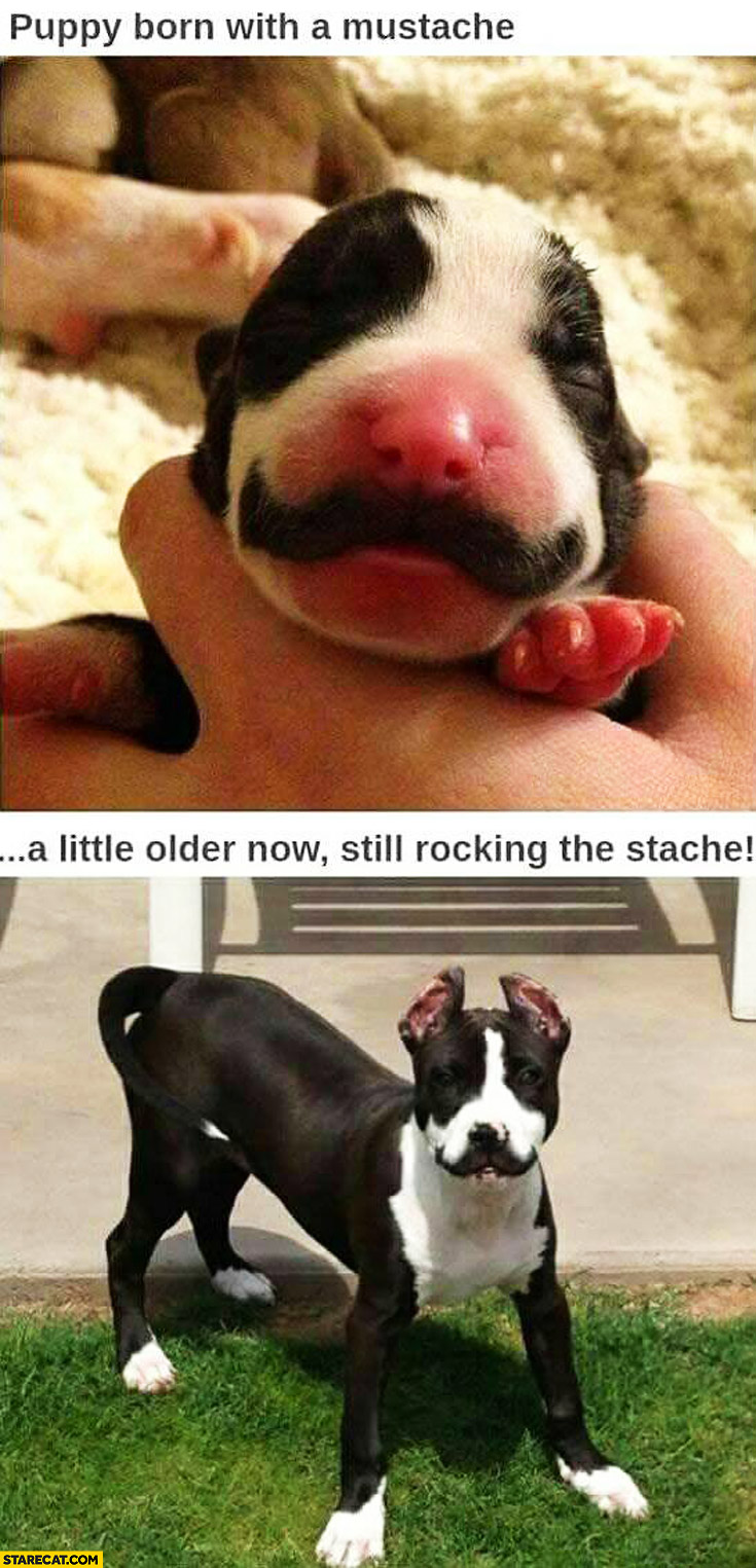 Puppy born with a mustache little older now still rocking the moustache