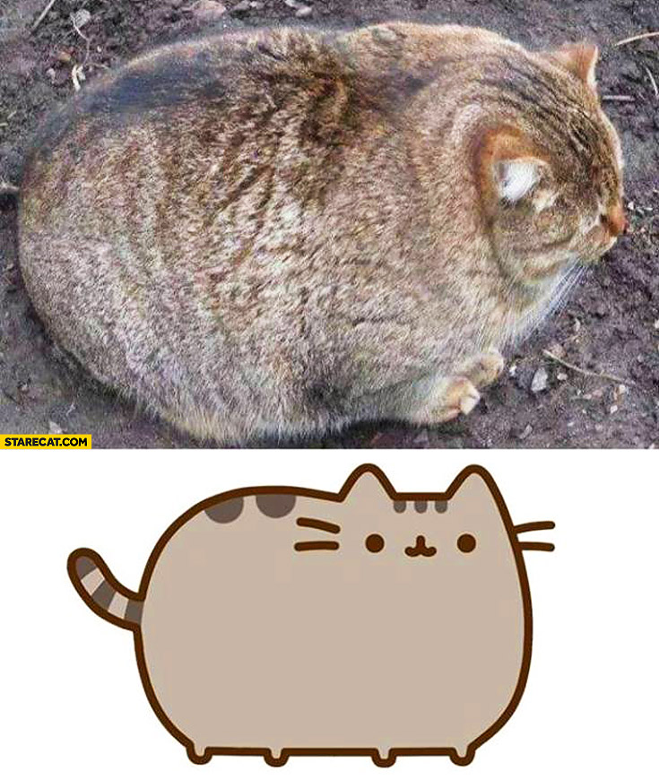 Pusheen is real