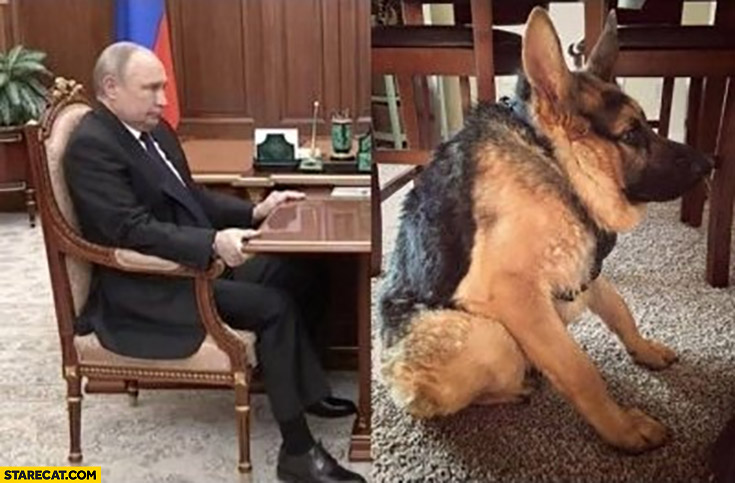 Putin sitting like a dog german shepherd