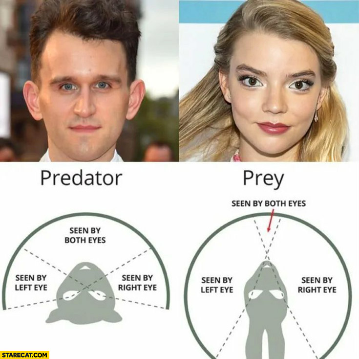Queen’s Gambit characters eyes predator vs prey