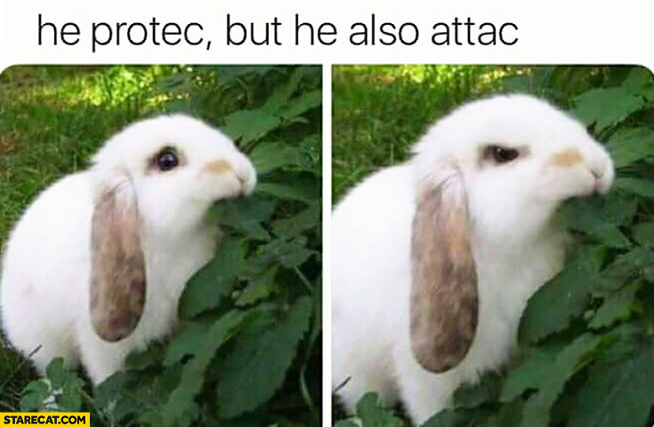 Rabbit eating he protec, but he also attac