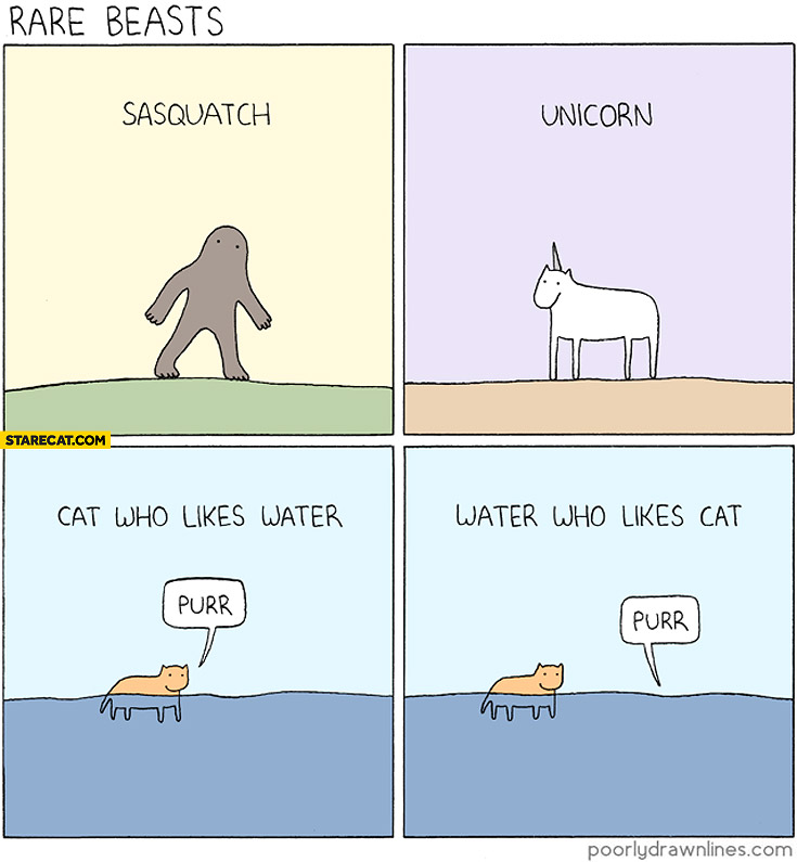 Rare beasts sasquatch unicorn cat who likes water purr