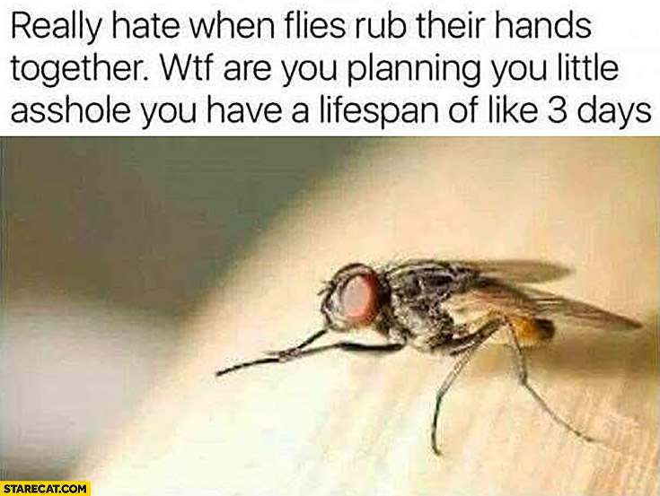 Really hate when flies rub their hands together, wtf are you planning you have a lifespan of like 3 days