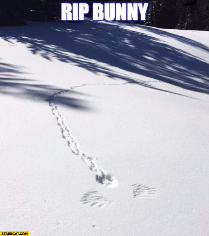 RIP bunny eaten by a bird snow trace