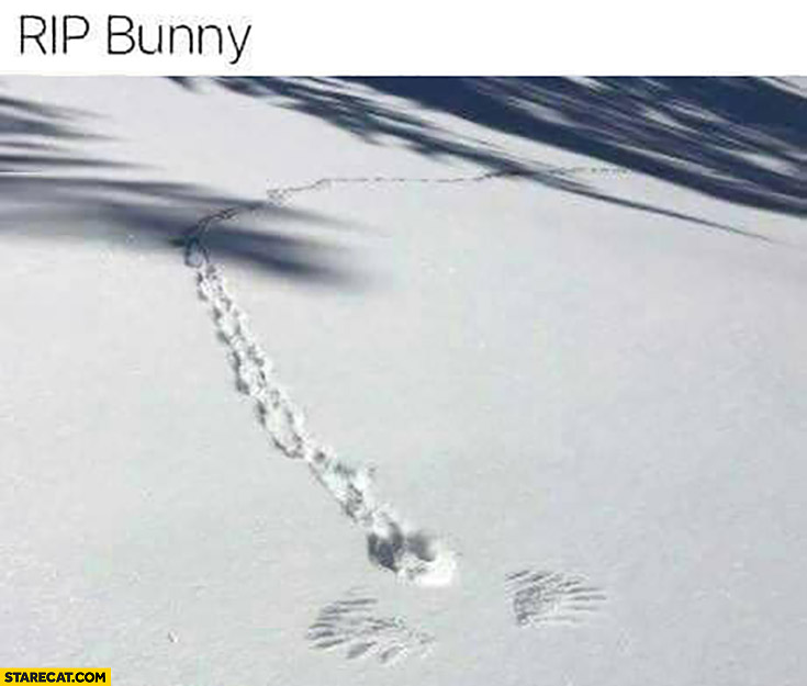 RIP bunny snow trails caught by a bird