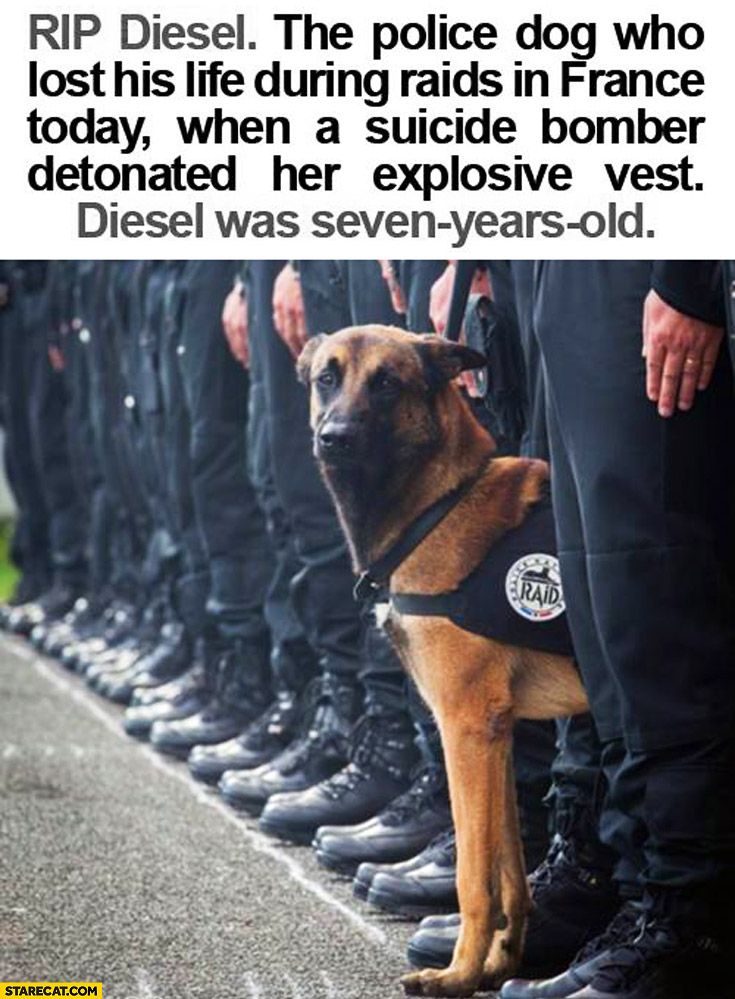 RIP Diesel the police dog who lost his life during raids in France today when a suicide bomber detonated her explosive vest. Diesel was seven years old