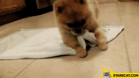 Rolling a blanket dog GIF animation