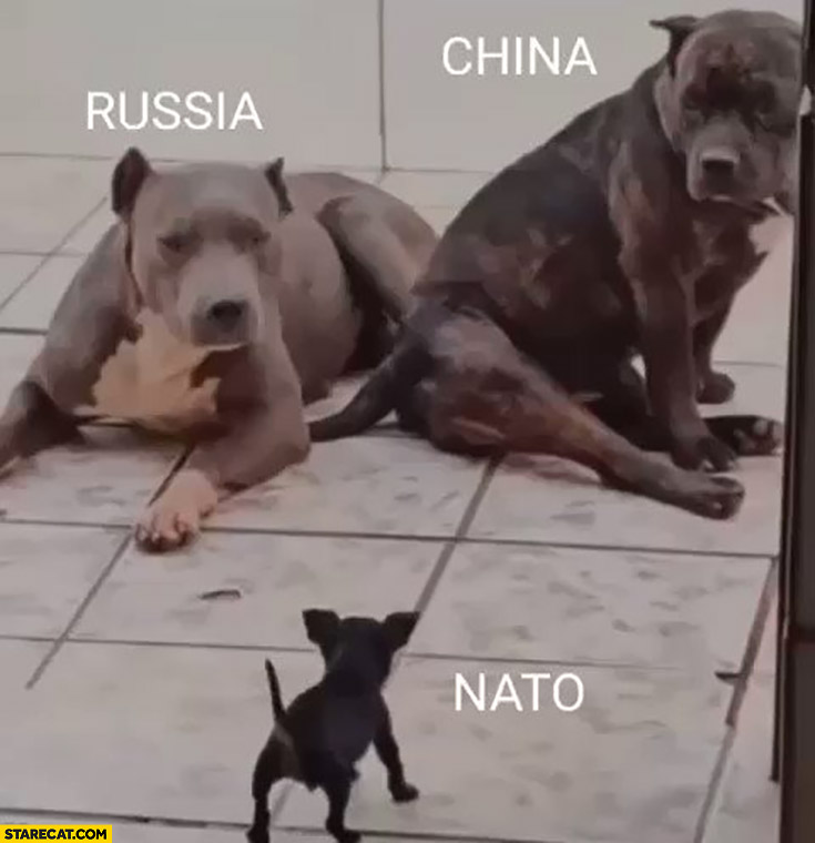 Russia China large dogs pitbulls vs NATO small tiny dog