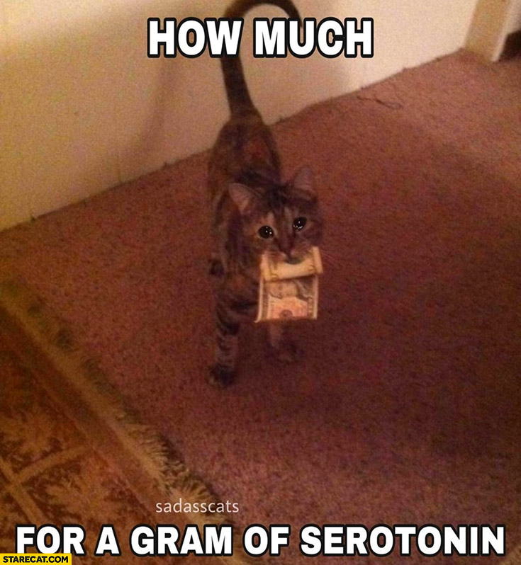 Sad cat how much for a gram of serotonin