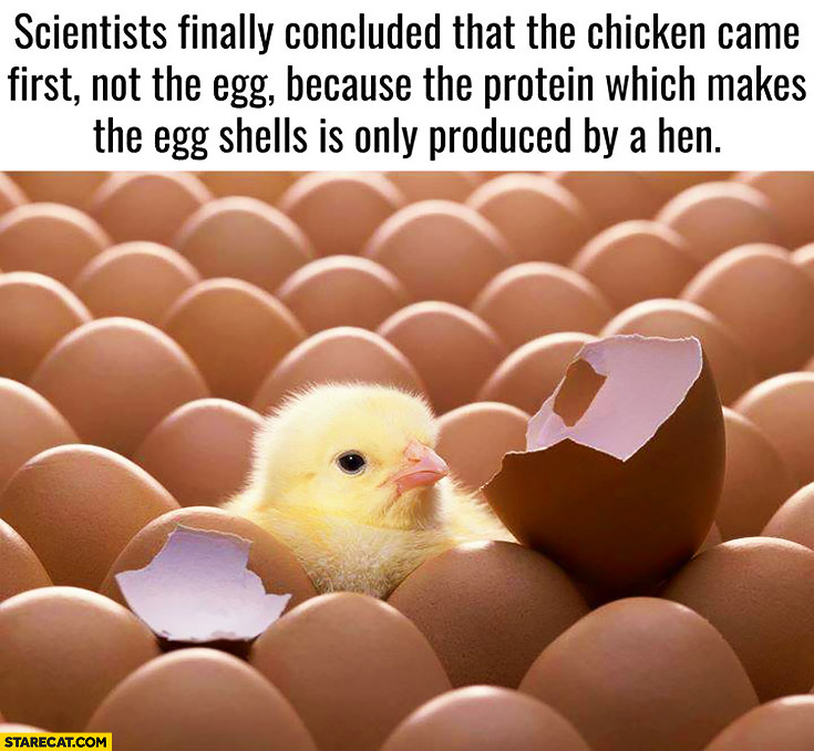 Scientists finally concluded that the chicken came first not the egg because the protein which makes the egg shells is only produced by a hen