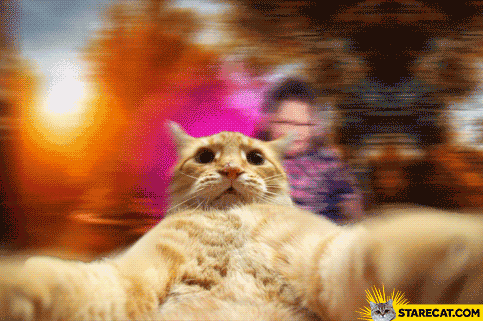 Selfie cat GIF animation