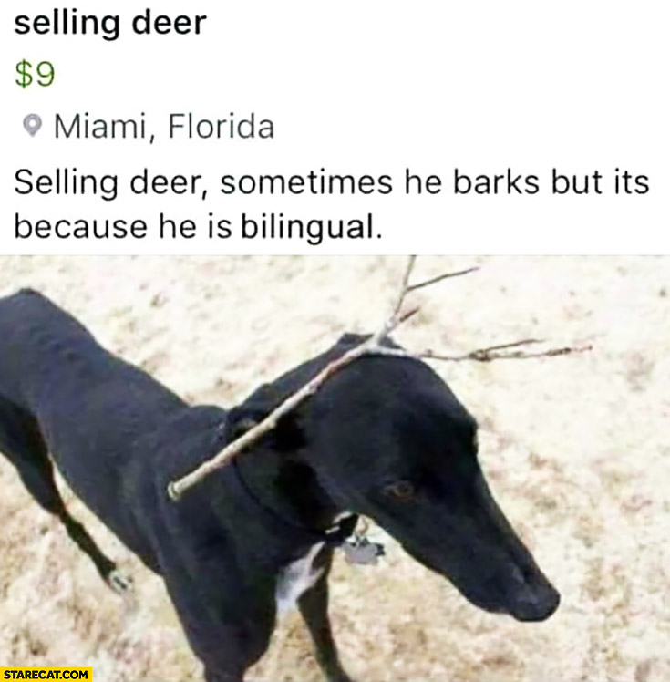 Selling deer dog with a branch on his head sometimes barks but it’s because he is bilingual