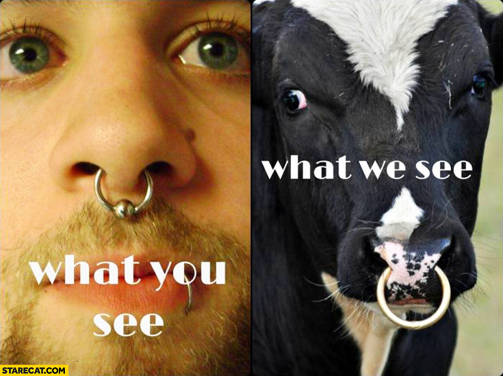 Septum ring what you see what we see cow