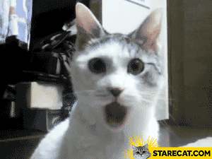 Shocked cat GIF animation