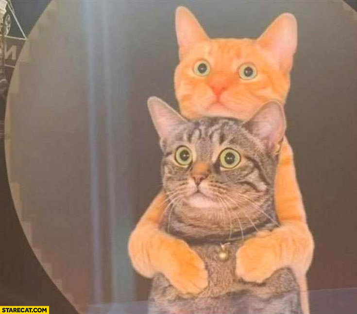 Shocked cats hugging on Coldplay concert