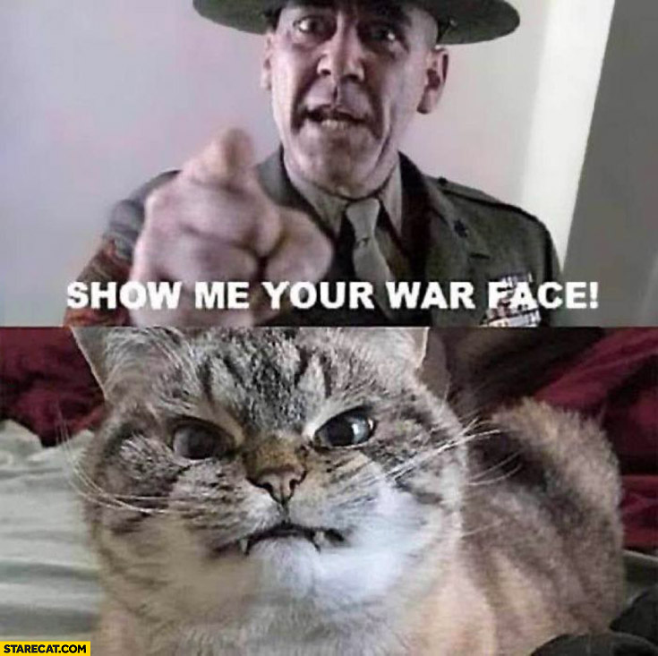 Show me your war face cat kitty cute