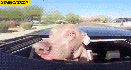 Silly dog riding car fast animation