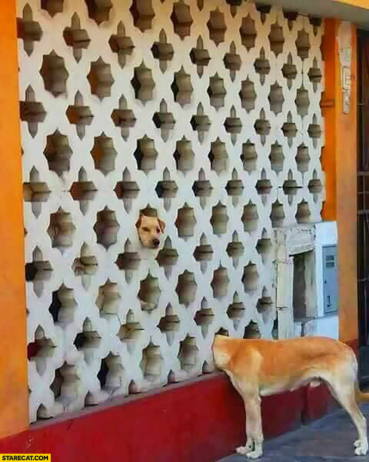 Silly dogs photo picture optical illusion