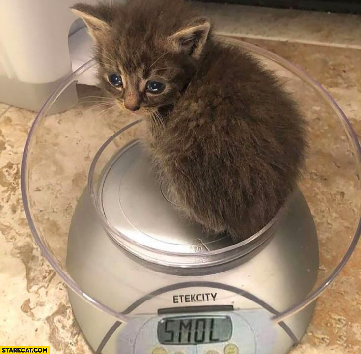 Small cat kitty weight smol