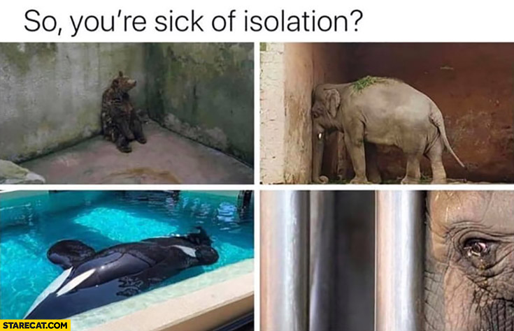 So you’re sick of isolation poor animals locked in the zoo
