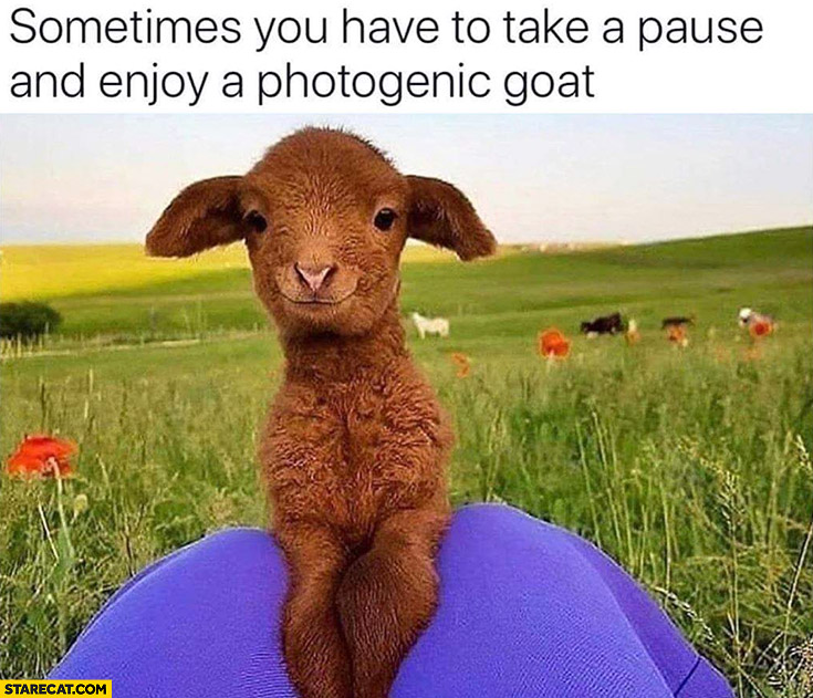 Sometimes you have to take a pause and enjoy a photogenic goat