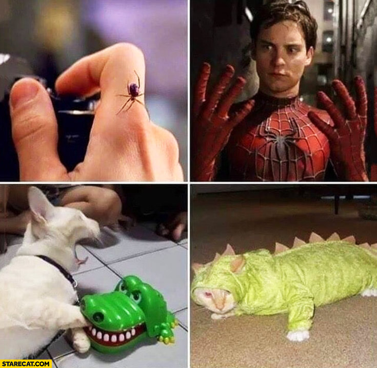 Spider bites becomes Spiderman, crocodile bites cat becomes crocodile cat