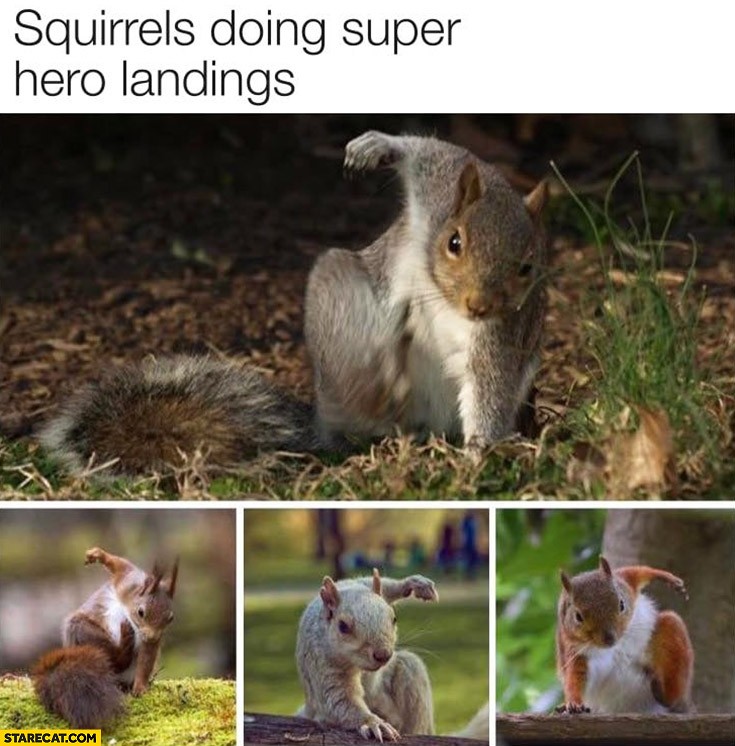 Squirrels doing super hero landings