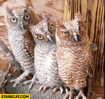 Staring owls