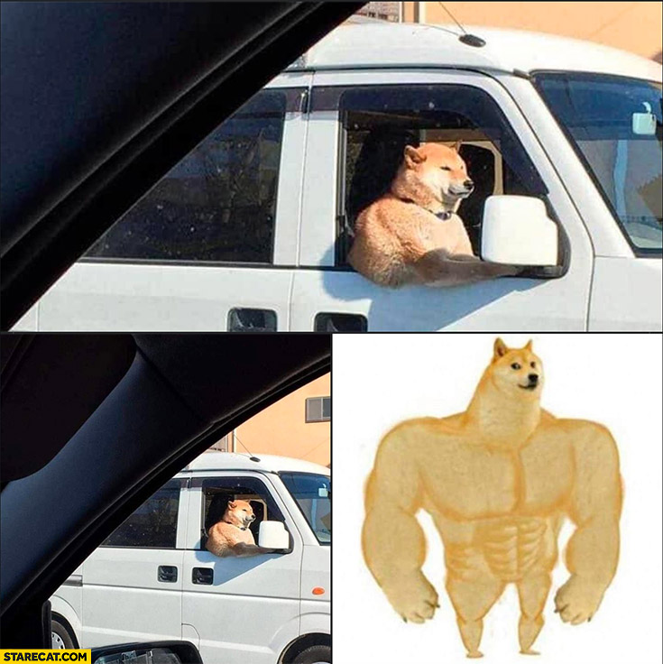 Strong doge from meme in real life driving a car