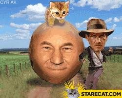 Stupid meme Pickard cat Indiana Jones GIF animation