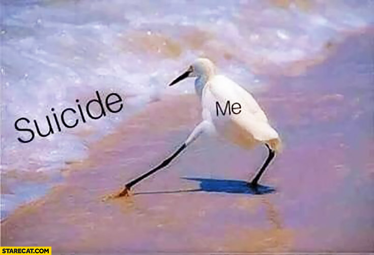 Suicide me bird touching water on a beach