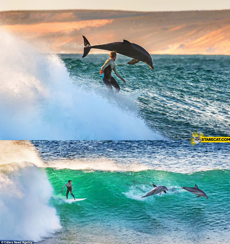 Surfing with dolphins