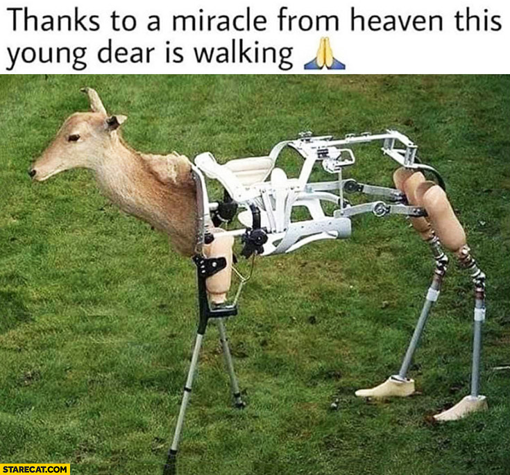 Thanks to a miracle from heaven this young deer is walking