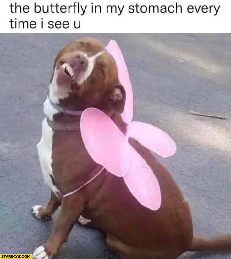 The butterfly in my stomach every time I see you dog with pink wings