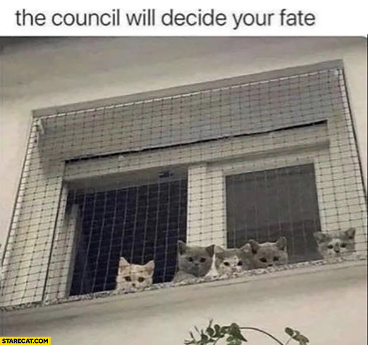 The council will decide your fate cats kittens