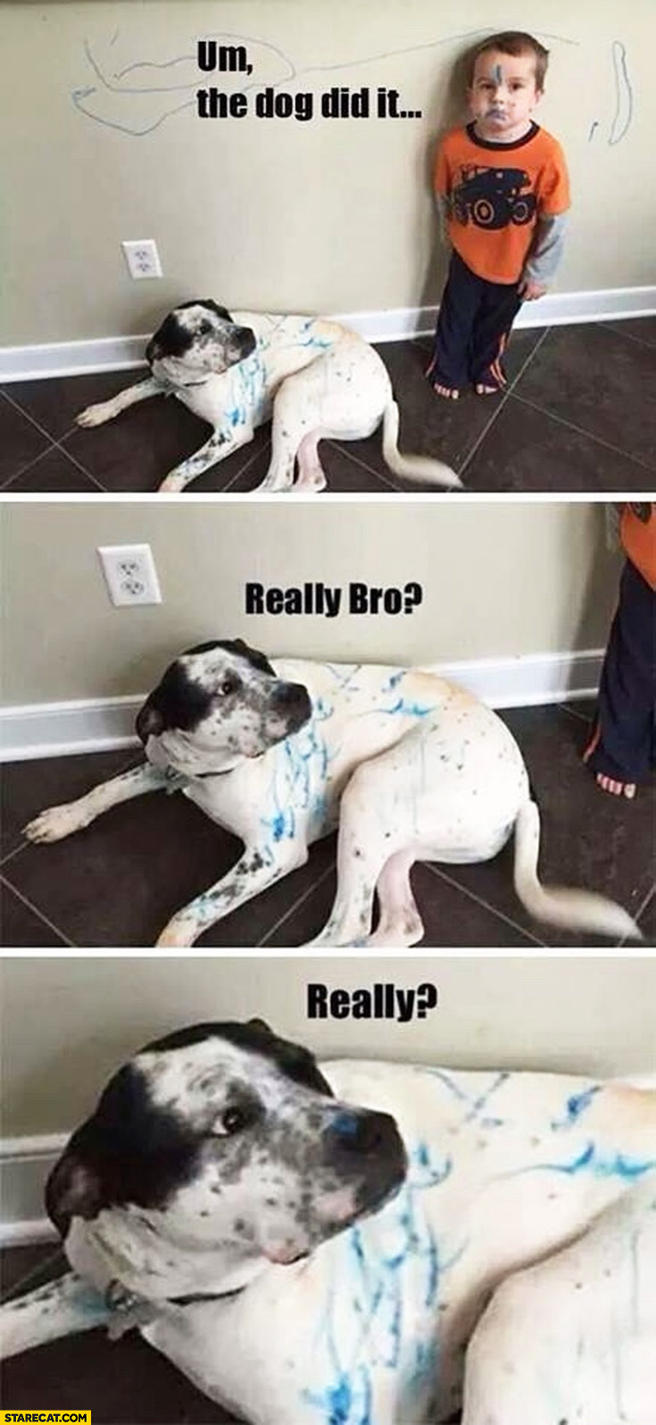 The dog did it really bro really