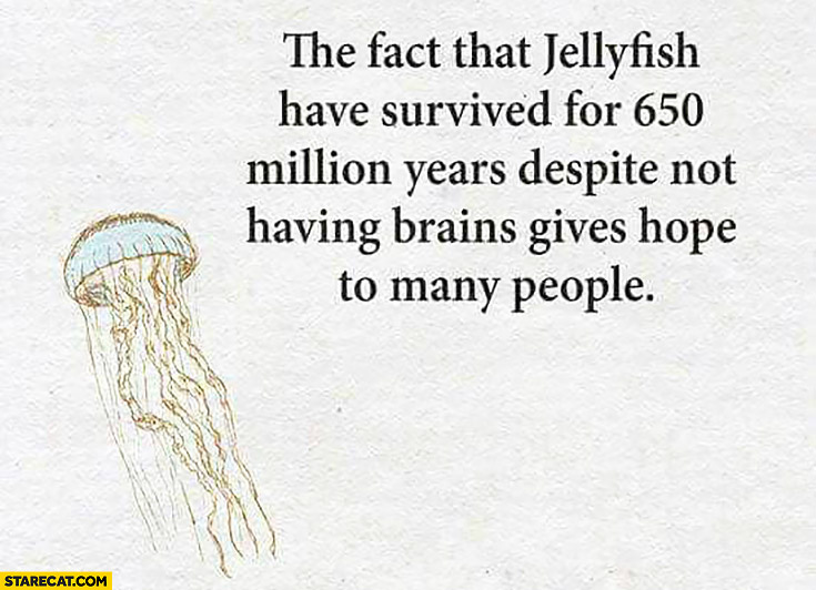 The fact that jellyfish have survived for 650 million years despite not having brains gives hope to many people