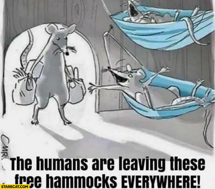The humans are leaving these free hammocks everywhere face masks rats
