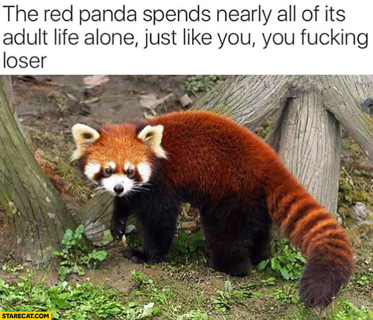 The red panda spends nearly all of it’s adult life alone, just like you loser
