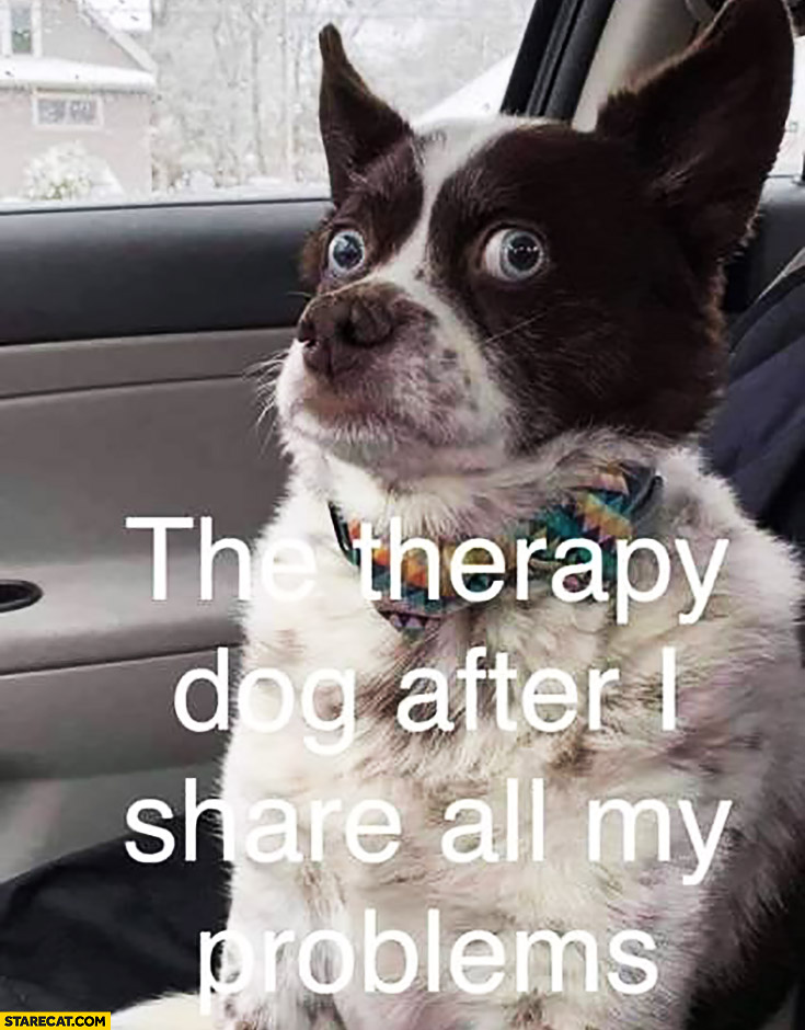 The therapy dog after I share all my problems confused terrified