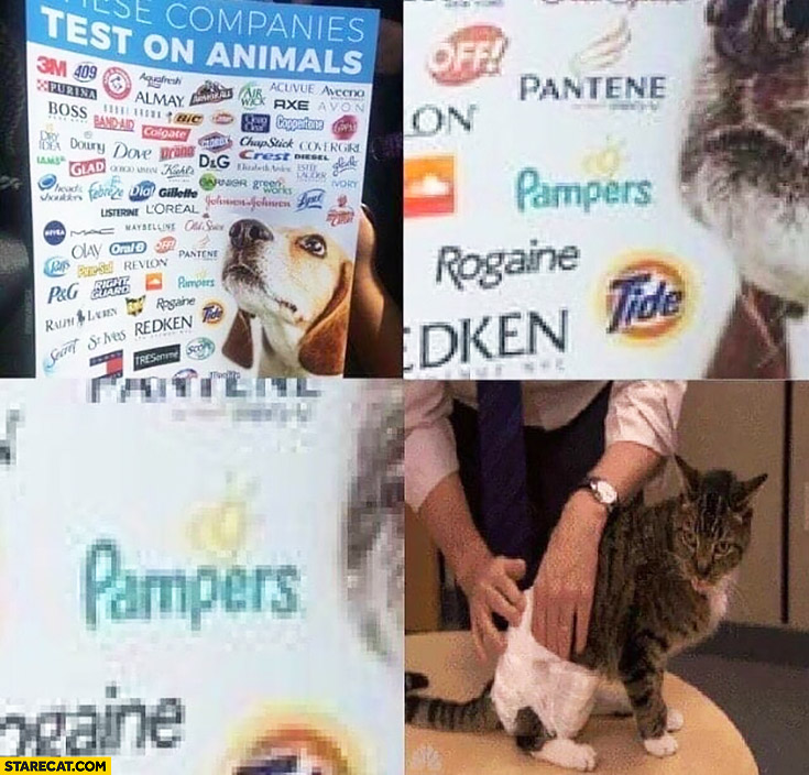 These companies test on animals: Pampers tested on cat