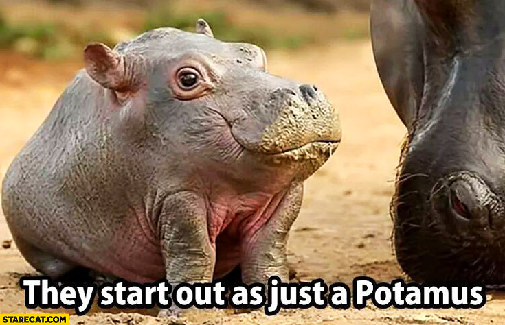 They start out as just a potamus hippopotamus