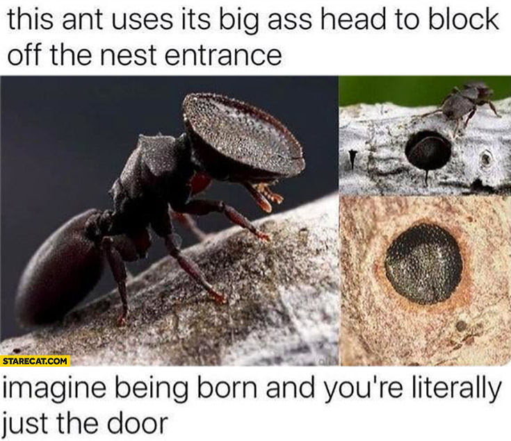 This and uses its big ass head to block off the nest entrance imagine being born and you’re literally just the door
