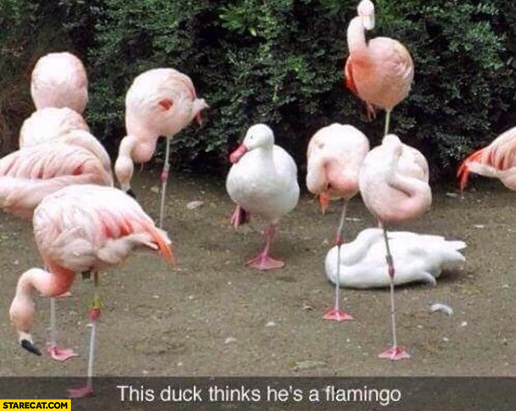 This duck thinks he’s a flamingo standing on one leg