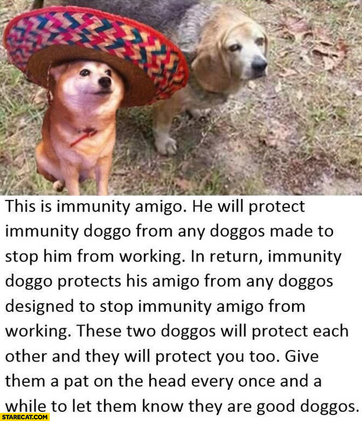 This is immunity amigo dog protects immunity dog from any other dogs made to stop him from working