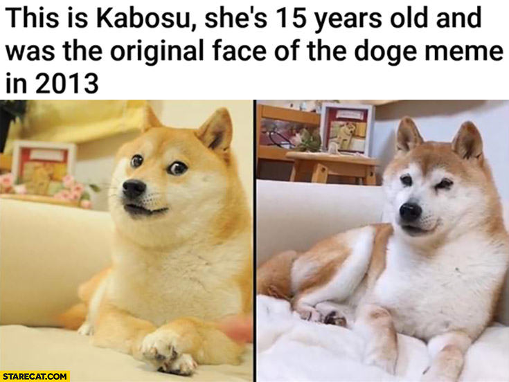 This is Kabosu she’s 15 years old and was the original face of the doge meme in 2013