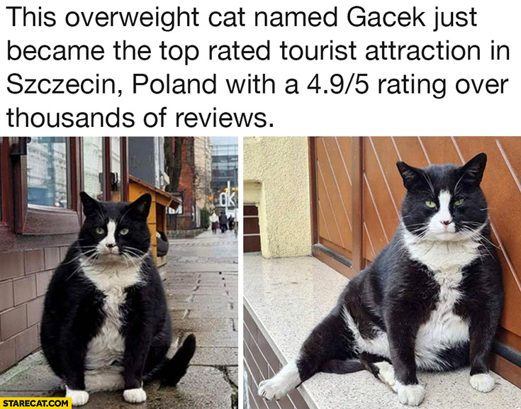 This overweight cat named Gacek became top rated tourist attraction in Szczecin Poland