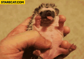 Tiny hedgehog yawning