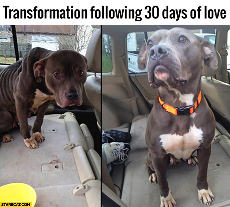 Transformation following 30 days of love: starved dog after he was taken care of photo comparison