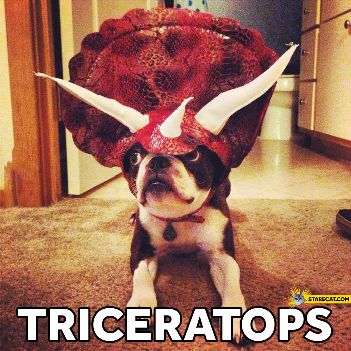 Triceratops dog